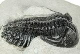 Hollardops Trilobite Fossil - Ofaten, Morocco #311129-3